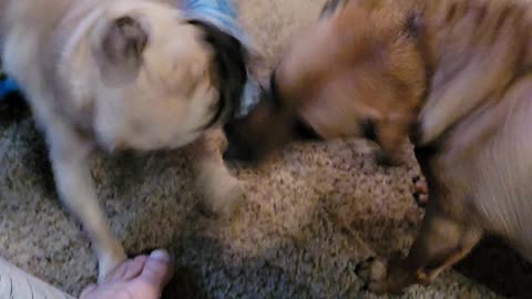 Tug of war.