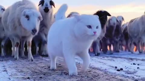 Cat Attitudes with goat | Cute Cats forceful Entry