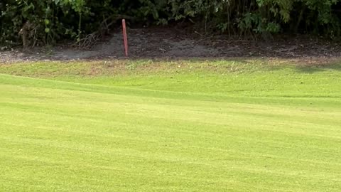 Bobcat Family On Golf Course