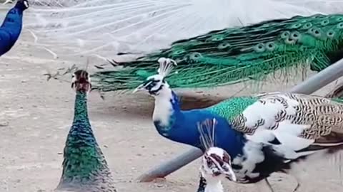 Beautiful whitepeacock