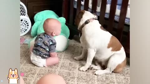 Best video of Cute Babies and Pets - Funny Baby and Pet