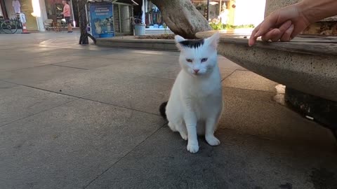 Odd eyed cat has an amazing beauty