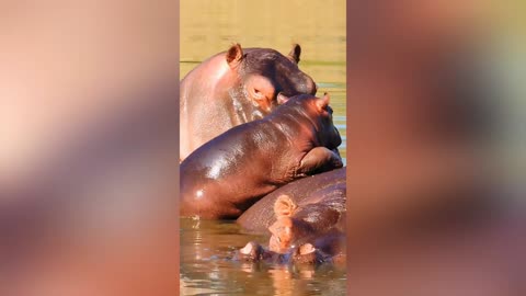 Baby hippo's so smooth it slides uphill 🤣