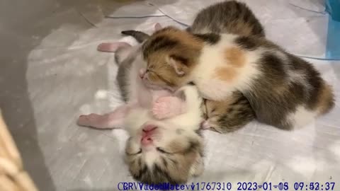 Newborn kitten trembles in his sleep when he hears the voice of his mother cat