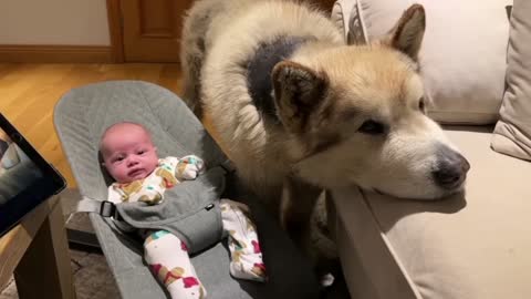 Which one do you prefer, cute baby or dog