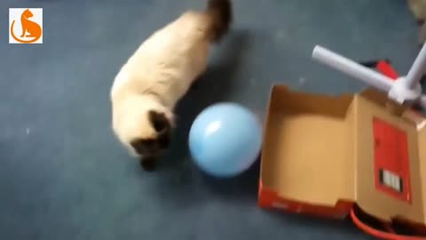 Fun cat balloons||cat playing balloons