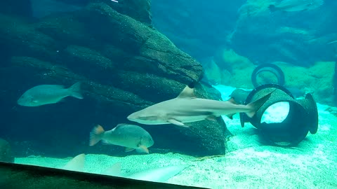 Juvenile sharks and snappers