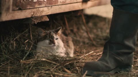 Cute cat lying on straw under timber structure while crop man picking bunch of hay during