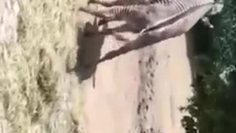 Zebra funny mating scene ❤️😍 video