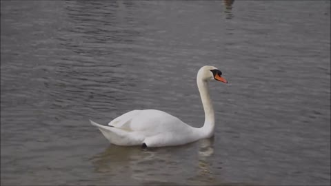 Swan Fauna Birds Łabędż Wild Birds Floating