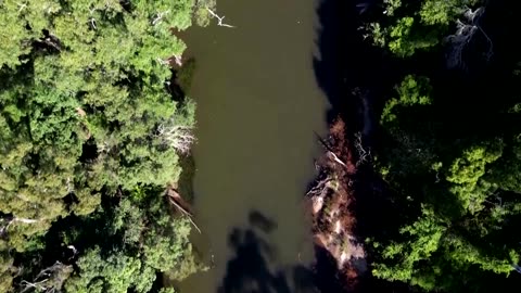 Platypus returns to Australia’s oldest national park