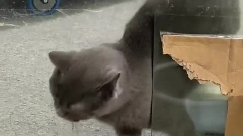 Cat tries to go through the door. Did he make it?