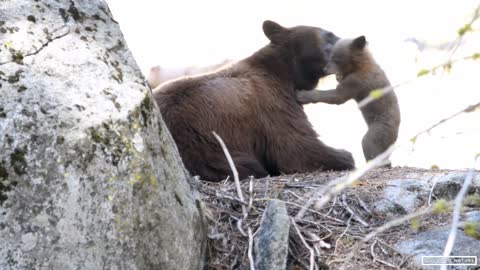 Mother Black Bear & Her Adorable Bear Cub in Sequoia National Park - California