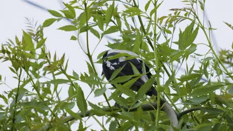 XT-3 slow-motion of a honeyeater and magpie