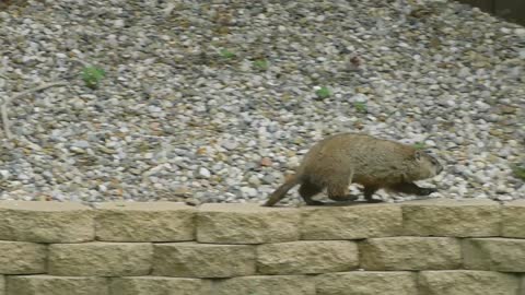 Woodchuck in Backyard