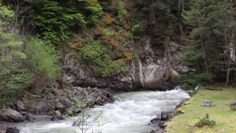 Relaxing Rain Noise + Forest Stream 🌧️ Water Sounds for Sleeping.