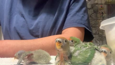 Handfeeding lovebirds