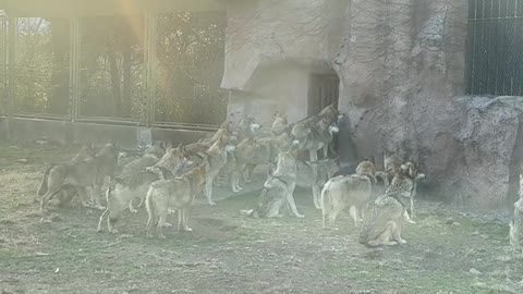 The gray Wolf at the zoo