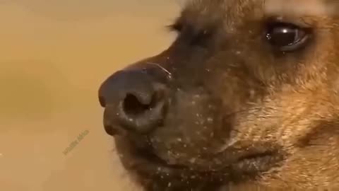 A horrible video between Hyenas vs Lion