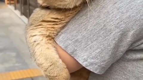 Cat with a cute reactions