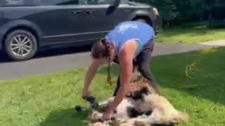 Shearing Georgie the Jacob Sheep at Namaste School - 2024