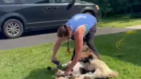 Shearing Georgie the Jacob Sheep at Namaste School - 2024