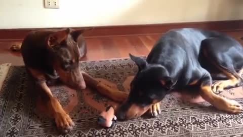 Doberman protects little pony stuffed animal