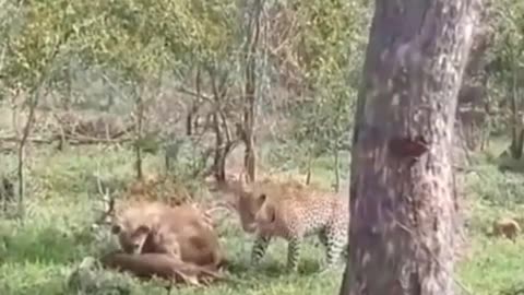 Leopard dare not fight against hyena