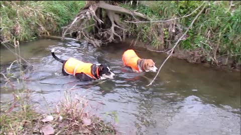 Bobbi and Rocky Cool Down in the Creek