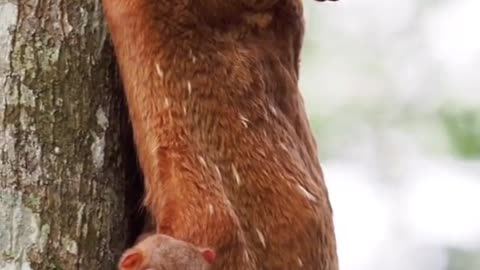 Wonderful animal # Flying lemur