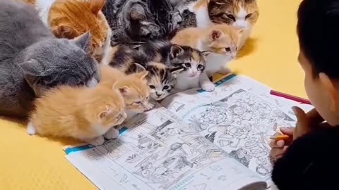 Cute cats with baby boy