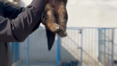 German shepherd puppies