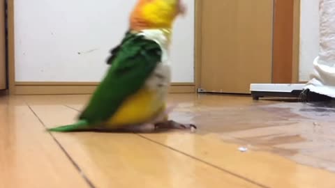 Hilarious Parrot Stamping Around Mad