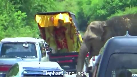 GOD VS WILD Elephant - Wild elephant attack on a cab carrying an idol of God.