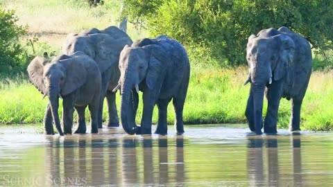 African Safari 4K - Astonishing Untamed life of African Savanna | Picturesque Unwinding Film