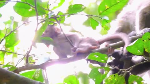 So Amazing Baby Mariel Can Move On The Branch Tree Without Scared, Mariel Got supposed By Mom Behind