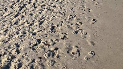 Royal Terns and the beautiful North Naples, Beach, Florida 2/23/24