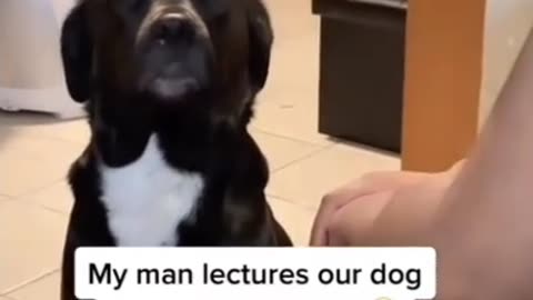 Poor dogs getting a lecture