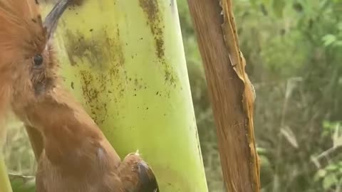 Bird Gets Beak Stuck in Banana Tree