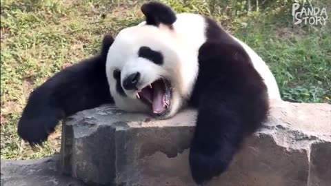 SUPER CUTE !!!!! Panda Funny Moments Compilation #1