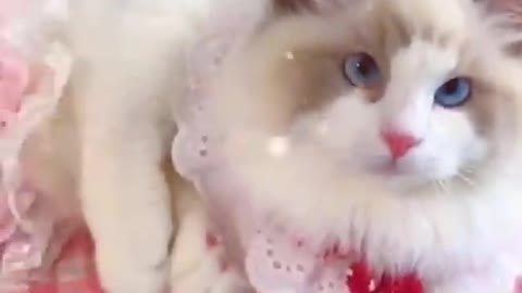 Awesome cute cat videos funny Vol5❤️ Cat Cash Compilation chines💚