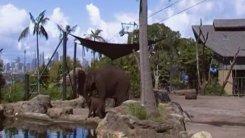 Baby elephant at the zoo