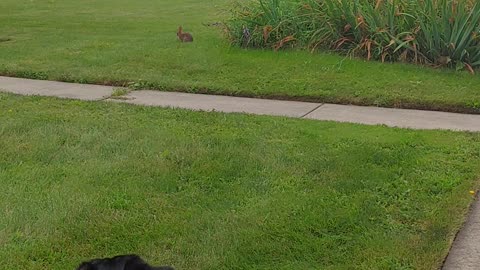 Korbin learning to leave rabbits alone