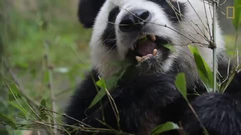 Giant Pandas 101 | Nat Geo Wild