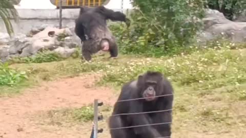 Gorilla's anger #shorts #viral #shortsvideo #video