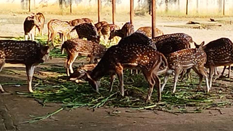 Deer are eating grass.