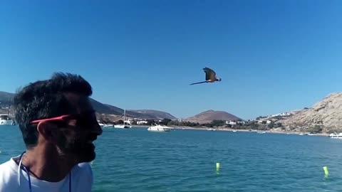 Blue Macaw Parrot Flies Next To Waterskiing Boat