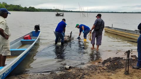 Hallan manatí muerto en el caño San Silvestre, en Barrancabermeja