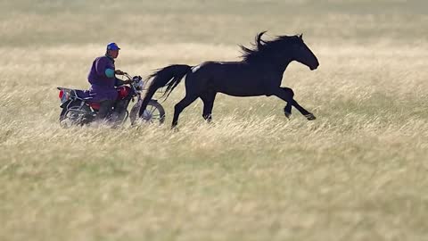 A galloping horse on the grassland