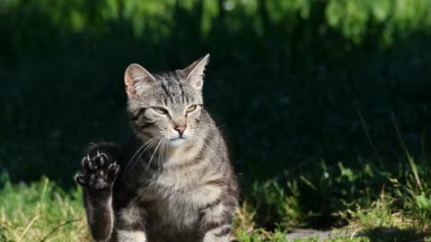 Purrfectly Paw-some Kitty Cuteness!